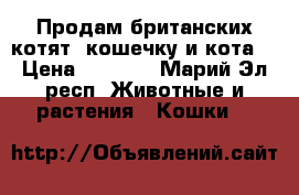 Продам британских котят (кошечку и кота) › Цена ­ 1 000 - Марий Эл респ. Животные и растения » Кошки   